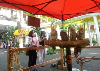 Catat Tanggalnya, Ada Pameran Satwa di Mal