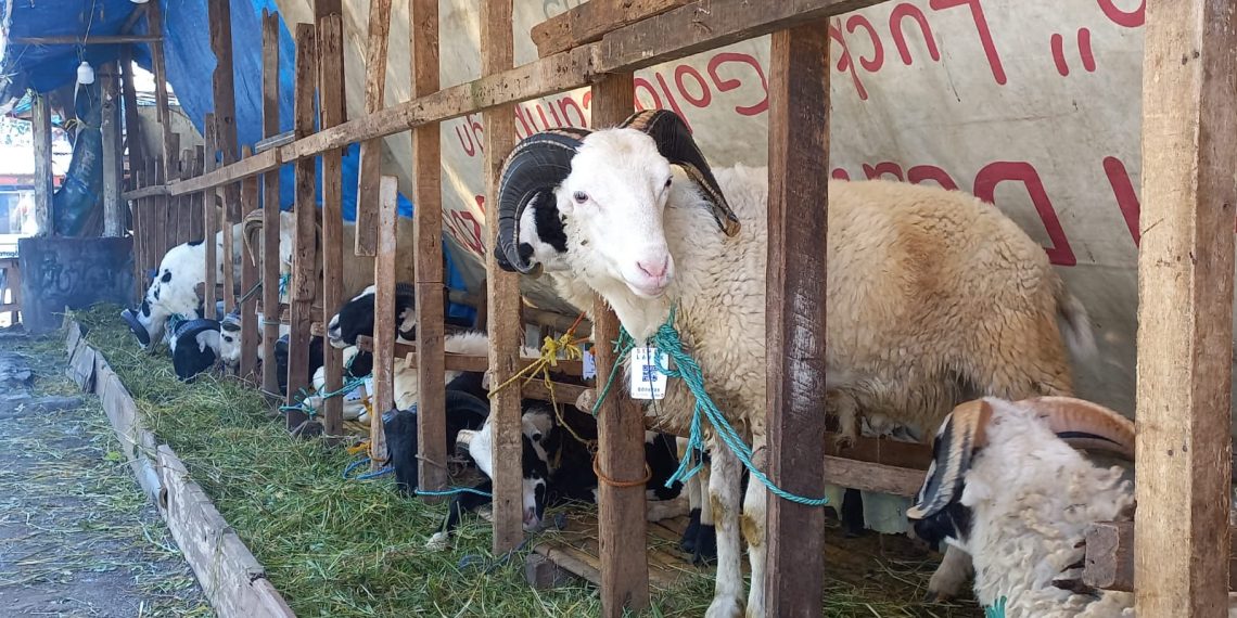 Temukan Kasus PMK Segera Telpon Hotline PMK DKPP 0889 1001 117