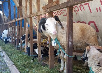 Temukan Kasus PMK Segera Telpon Hotline PMK DKPP 0889 1001 117