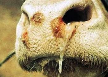 Ratusan Hewan Ternak di Kabupaten Bandung Mati Jelang Udul Adha 1443 H, Legislator: KLB