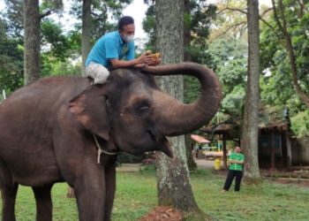 Bandung Zoo Akan Tambah Koleksi Satwa Gajah Sumatera
