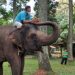 Bandung Zoo Akan Tambah Koleksi Satwa Gajah Sumatera