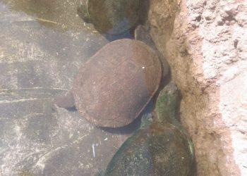 3 ekor kura kura leher panjang koleksi Bandung Zoo. Kura kura dari Indonesia timur ini termasuk satwa langka dan dilindungi