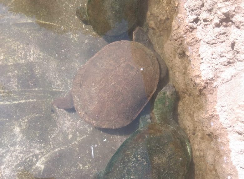 3 ekor kura kura leher panjang koleksi Bandung Zoo. Kura kura dari Indonesia timur ini termasuk satwa langka dan dilindungi