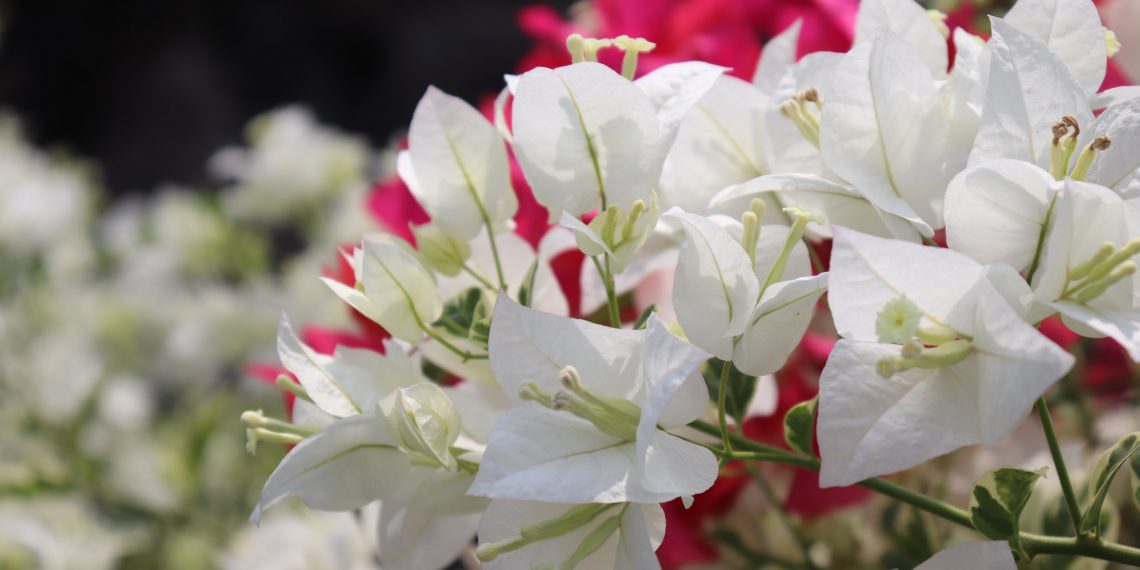 Harus Tau! Ini 7 Tanaman Hias yang Berkhasiat Obati Penyakit