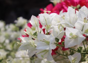 Harus Tau! Ini 7 Tanaman Hias yang Berkhasiat Obati Penyakit