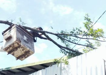 Antisipasi Pohon Tumbang, Pemkot Bandung Pangkas 2.532 Pohon