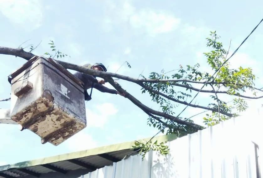 Antisipasi Pohon Tumbang, Pemkot Bandung Pangkas 2.532 Pohon