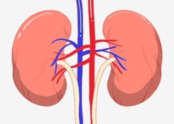 ilustrasi organ ginjal manusia
