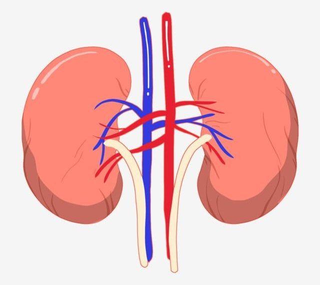 ilustrasi organ ginjal manusia
