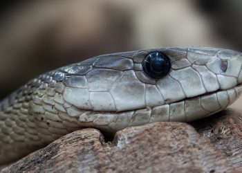 waspada akan kehadiran ular