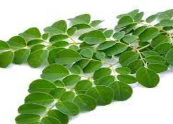 Kelor Si Daun Ajaib, Superfood Asli Indonesia