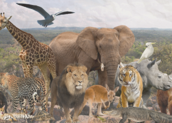 15 Fakta Unik Hewan yang Jarang Diketahui, Nomor 1 Sering Kita Lihat !