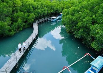 Penataan Ulang Hutan Mangrove Bali