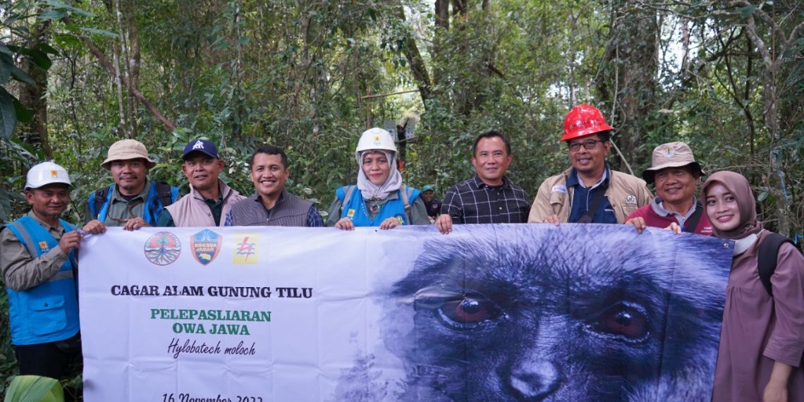PLN Bersama BKSDA Kembalikan Owa Jawa ke Habitatnya