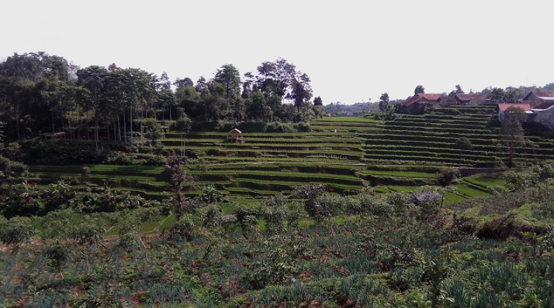 Peran Strategis Pondok Pesantren Dalam Membangun Ketahana Pangan ...