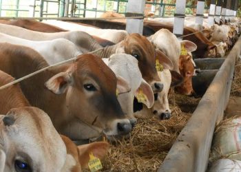 Gempa Cianjur: Dinas Ketahanan Pangan dan Peternakan Jabar Inventarisasi Hewan Ternak