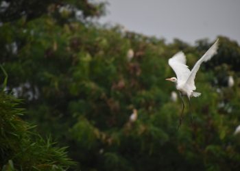 Habitat burung blekok