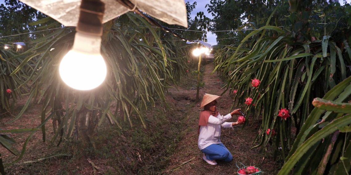 Listrik Hadir di Sektor Pertanian, 193.058 Petani dan Peternakan Rasakan Manfaatnya