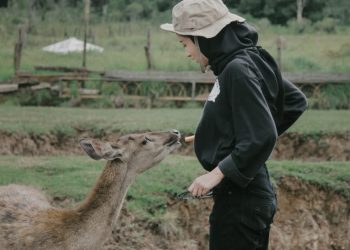 Serunya memberi makan rusa di Ranca Upas Ciwidey