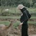 Serunya memberi makan rusa di Ranca Upas Ciwidey