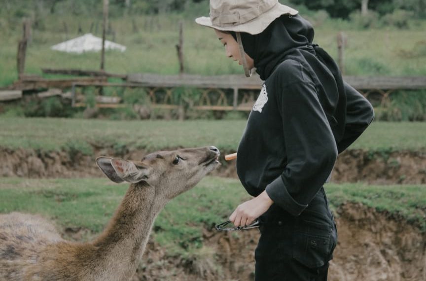 Serunya memberi makan rusa di Ranca Upas Ciwidey