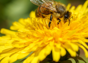 Ini Keistimewaan Lebah Yang Diungkapkan Dalam Al Quran