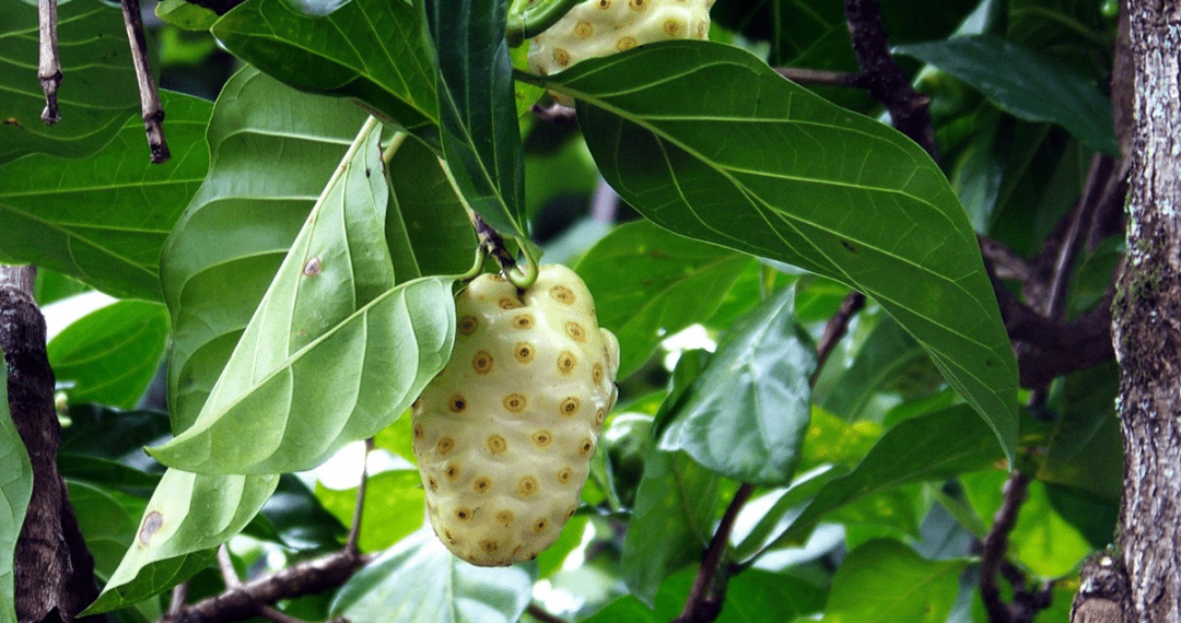 Yuk, Kenali Manfaat Buah Mengkudu yang Jarang Diketahui!