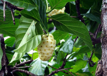 Yuk, Kenali Manfaat Buah Mengkudu yang Jarang Diketahui!