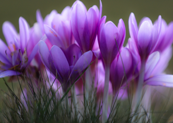 11 Manfaat Bunga Saffron Si Rempah Mahal