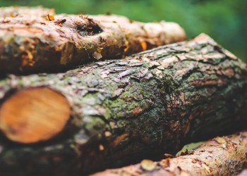 Pohon Gaharu banyak di Incar Manusia, Ternyata ini Alasannya!