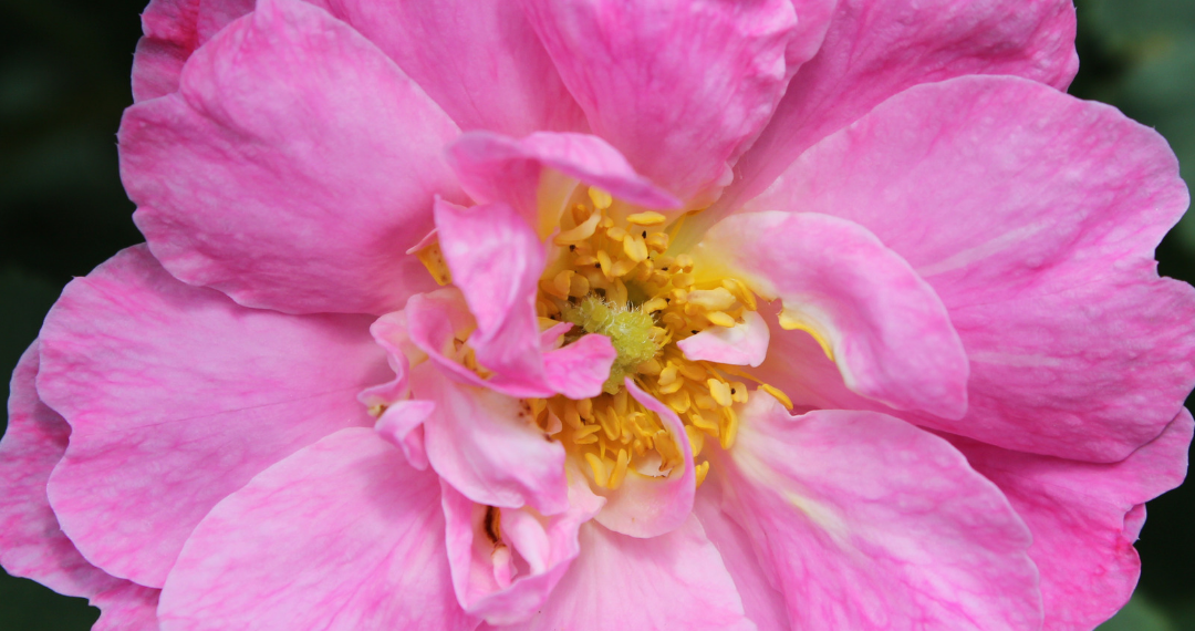 Mengenal 7 Jenis Bunga Mawar yang Rekomend untuk Taman