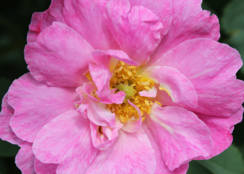 Mengenal 7 Jenis Bunga Mawar yang Rekomend untuk Taman