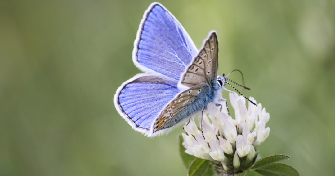 4 Tahapan Metamorfosis Kupu – kupu, Nomor 2 Rakus Makan Daun