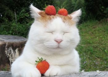 Kisah Sahabat Nabi Diampuni Dosanya karena Menolong Kucing