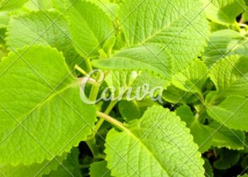 7 Manfaat Daun Bangun Bangun Bagi Kesehatan