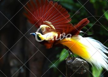 5 Keistimewaan Burung Cendrawasih