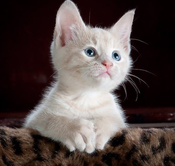 Mau Punya Hewan Peliharaan Kucing di Rumah, ini dia Tips dan Triknya