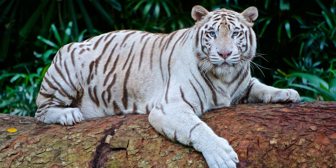 Kupas Tuntas Mitos Legenda Macan Putih Pasukan Padjajaran