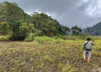 Kebun Edelweis di Ranca Upas Rusak Akibat Rombongan Motor Trail
