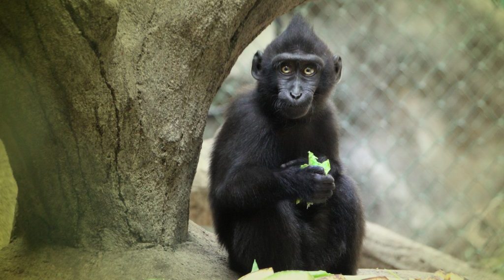 Kebun Binatang Chester Inggris Rayakan Kelahiran Monyet Sulawesi