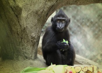 Kebun Binatang Chester Inggris Rayakan Kelahiran Monyet Sulawesi