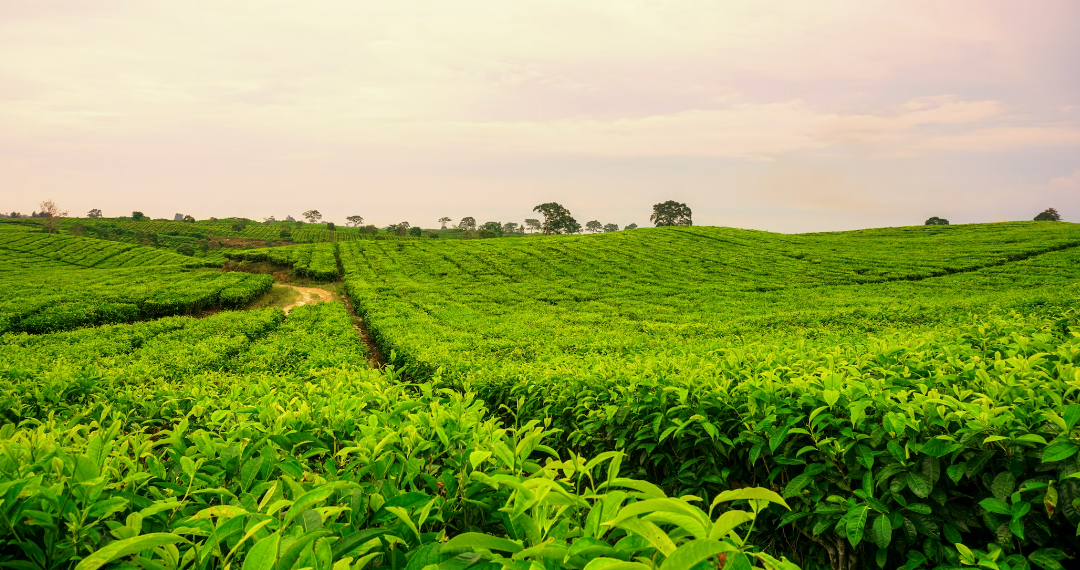 Ini beberapa Jenis-jenis Teh di Indonesia