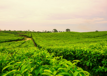Ini beberapa Jenis-jenis Teh di Indonesia