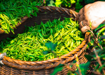 Ini manfaat Teh Hijau yang menyehatkan tubuh