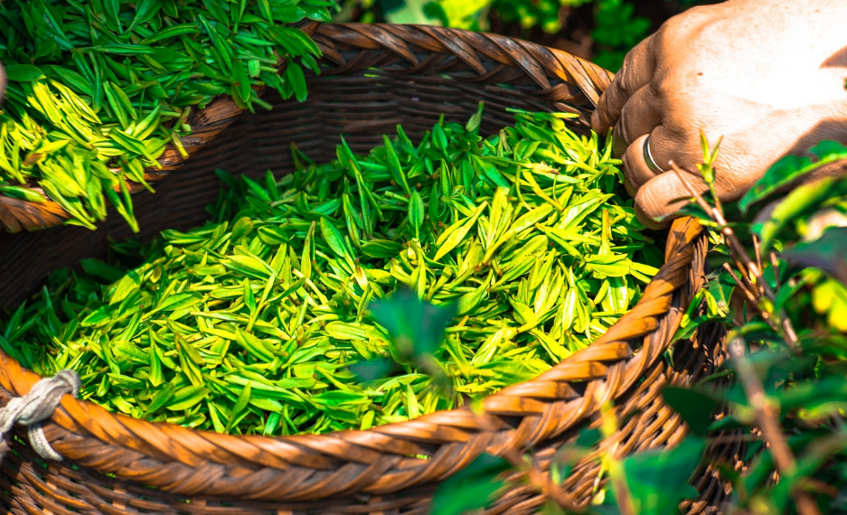 Ini manfaat Teh Hijau yang menyehatkan tubuh