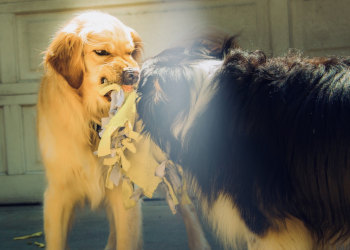 Ciri-ciri Anjing Rabies hati-hati jika bertemu!