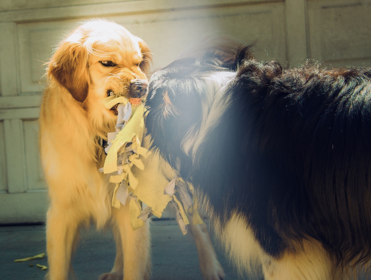 Ciri-ciri Anjing Rabies hati-hati jika bertemu!