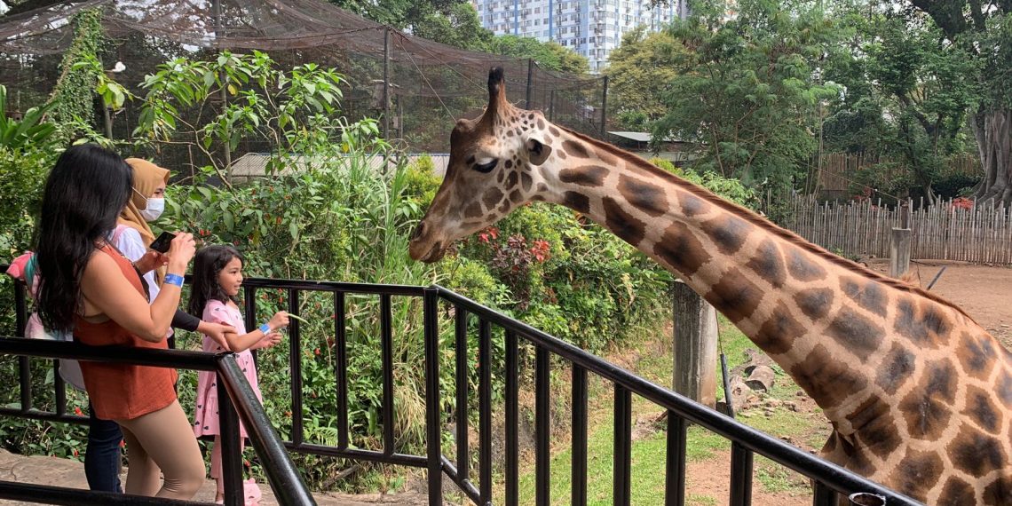 Yuk Manfaatkan Program Diskon 50 Persen Feeding di Bandung Zoo