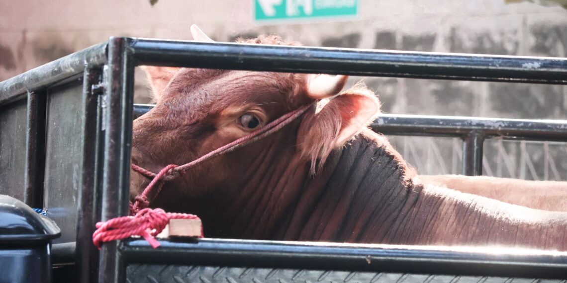 Peringati Hari Raya Idul Adha 1445 H, DEFEND ID Bagikan 27 Sapi dan 34 Kambing